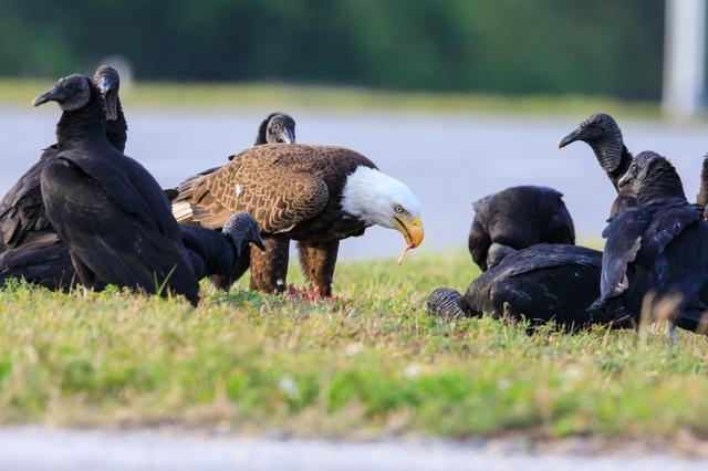 NASA image: Baby Eagle Gets Bigger