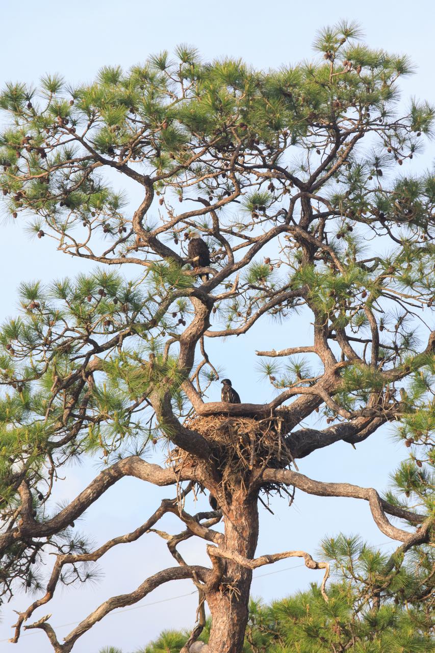 An American bald eagle is perched high in a tree above its nest at NASA’s Kennedy Space Center in Florida on April 10, 2023. Below is its baby eagle, looking up from the nest located off of Kennedy Parkway, about two miles from the Vehicle Assembly Building. The adult eagle is part of a mated pair that recently built a new home in this tree after storms badly damaged their original nest located about 50 yards away. That nest was built in 1973 and had been used by eagles almost every year since 1975.