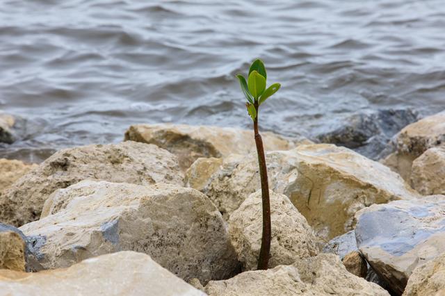 NASA image: Mangrove Rescue/Restoration Project