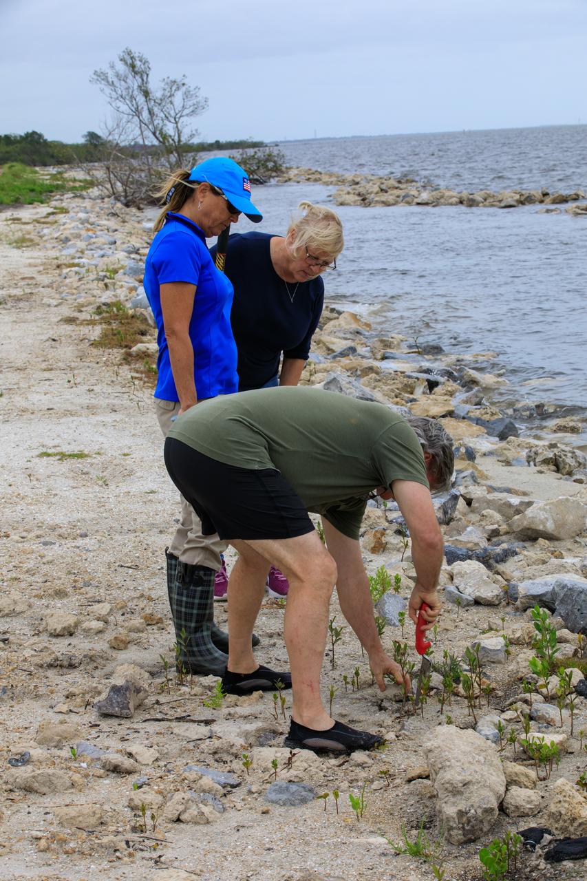A team from Kennedy’s Environmental Management Branch works to remove a mangrove seedling on the shoreline of Kennedy Athletic, Recreation, and Social (KARS) Park at Kennedy Space Center in Florida on April 12, 2023. Employees from Kennedy’s Environmental Management Branch removed over 100 mangrove seedlings from the shoreline and repotted them for protection during the final stages of a shoreline restoration project inside KARS Park. The mangrove seedlings will be replanted upon completion of the project to create a living shoreline better able to counter the effects of erosion caused by storm waves and rising sea levels.