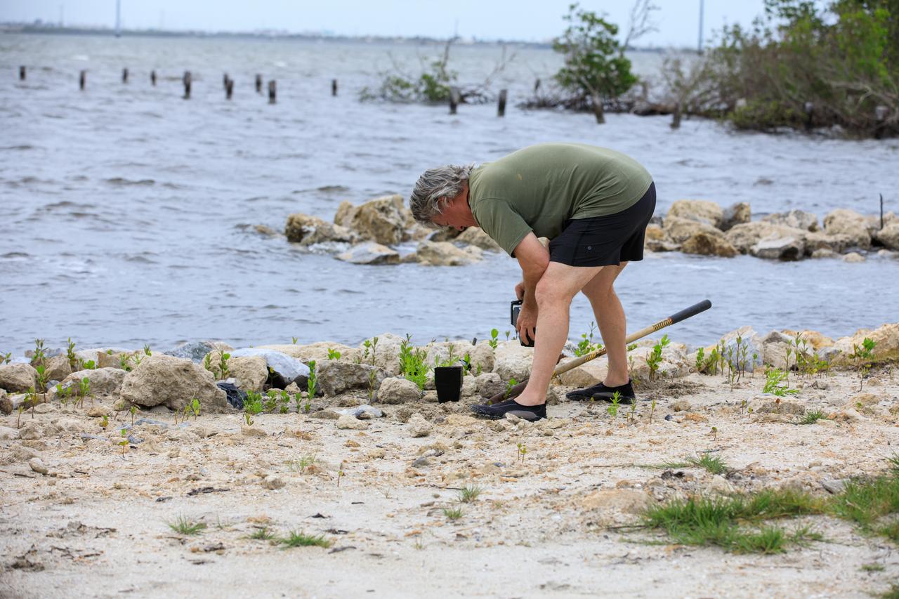 A team member from Kennedy’s Environmental Management Branch works to remove a mangrove seedling on the shoreline of Kennedy Athletic, Recreation, and Social (KARS) Park at Kennedy Space Center in Florida on April 12, 2023. Employees from Kennedy’s Environmental Management Branch removed over 100 mangrove seedlings from the shoreline and repotted them for protection during the final stages of a shoreline restoration project inside KARS Park. The mangrove seedlings will be replanted upon completion of the project to create a living shoreline better able to counter the effects of erosion caused by storm waves and rising sea levels.