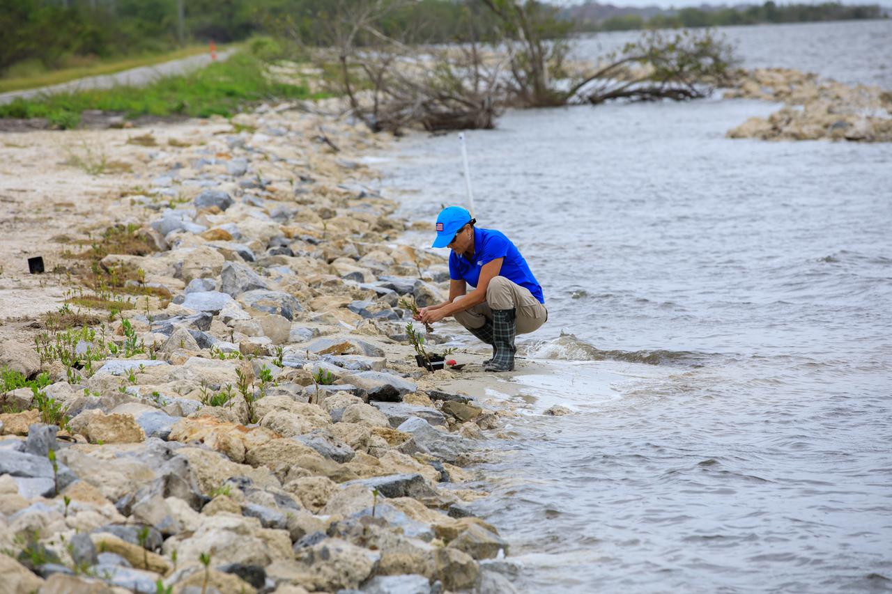 A team member from Kennedy’s Environmental Management Branch works to remove a mangrove seedling on the shoreline of Kennedy Athletic, Recreation, and Social (KARS) Park at Kennedy Space Center in Florida on April 12, 2023. Employees from Kennedy’s Environmental Management Branch removed over 100 mangrove seedlings from the shoreline and repotted them for protection during the final stages of a shoreline restoration project inside KARS Park. The mangrove seedlings will be replanted upon completion of the project to create a living shoreline better able to counter the effects of erosion caused by storm waves and rising sea levels.