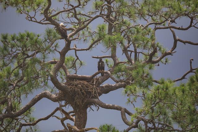 Baby Eagle in the Rain