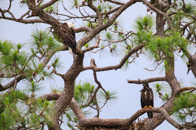 Baby Eagle in the Rain