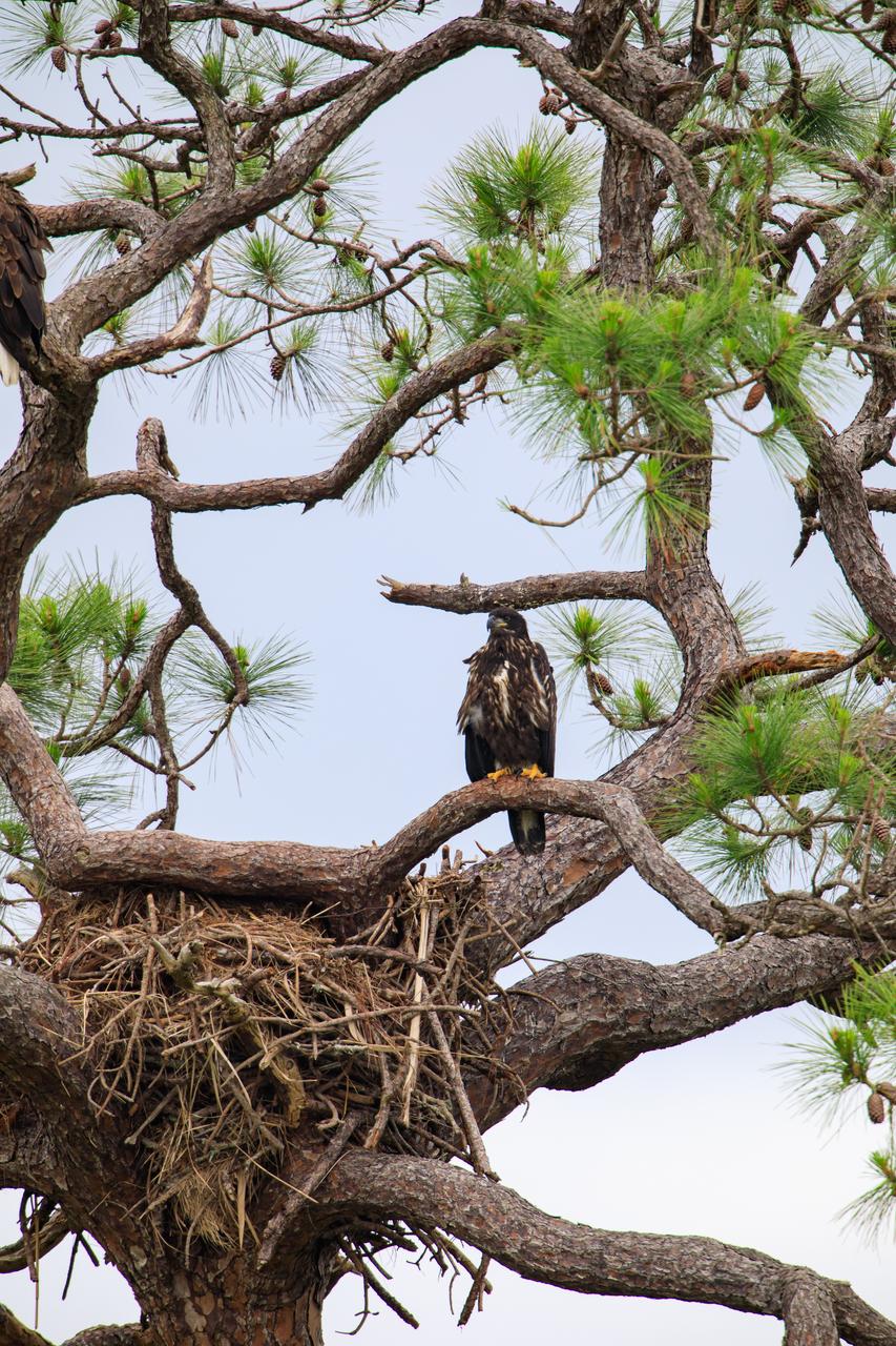 A baby American bald eagle looks out from just above its nest, located in a tree at NASA’s Kennedy Space Center in Florida on April 25, 2023. A mated pair of eagles recently built a new home in this tree after storms badly damaged their original nest located about 50 yards away, and produced one eaglet. The previous nest was built in 1973 and had been used by eagles almost every year since 1975.