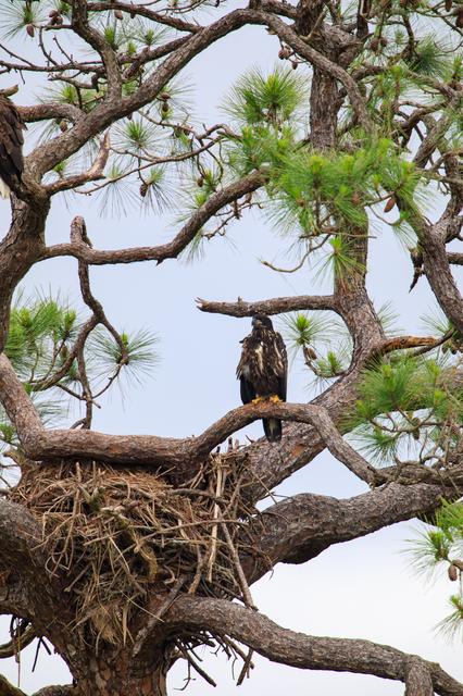 NASA image: Baby Eagle in the Rain