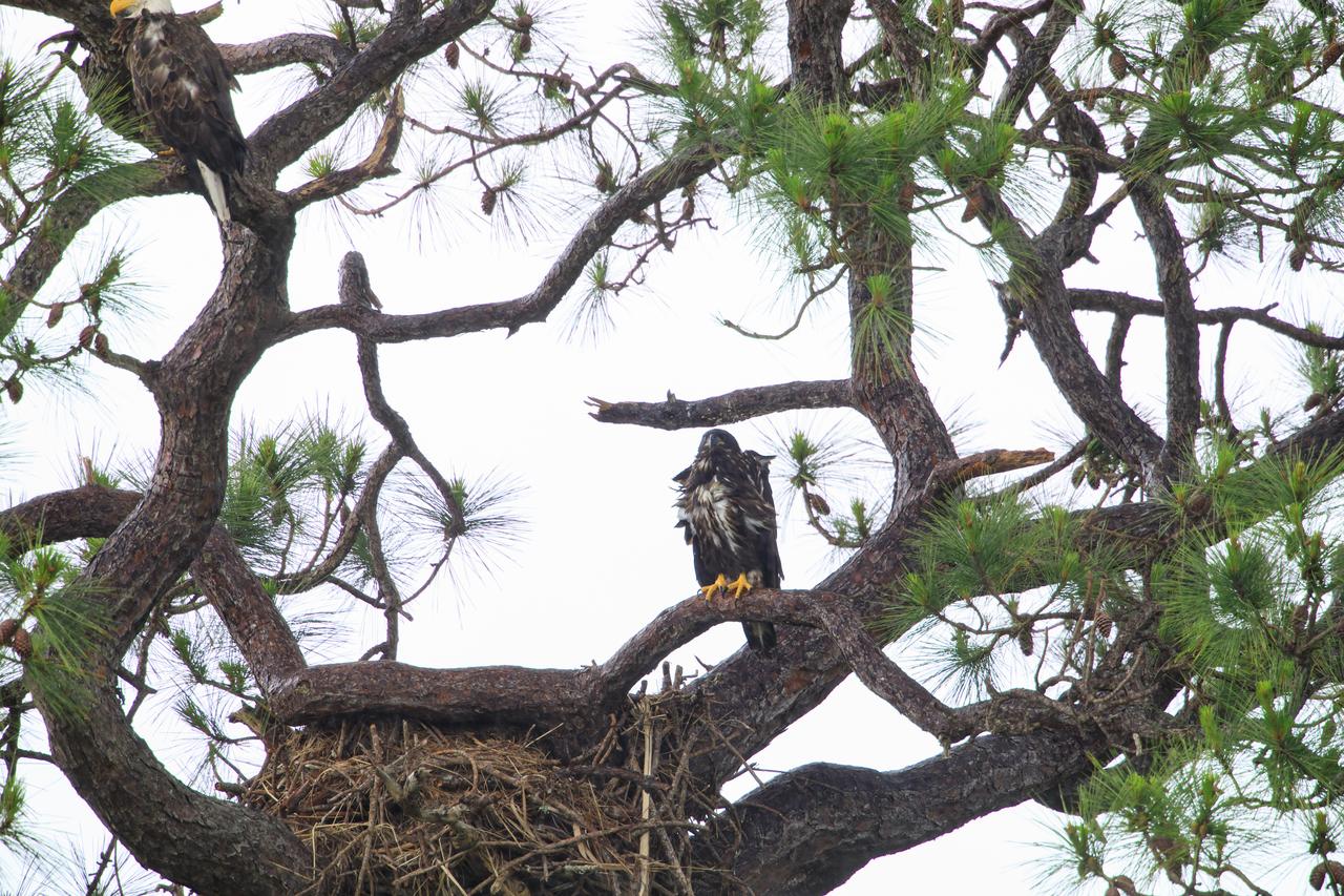 An American bald eagle, upper left, and its baby are perched in a tree near their nest at NASA’s Kennedy Space Center in Florida on April 25, 2023. The eaglet is the lone offspring of a mated pair of eagles that recently built the new home after storms badly damaged their original nest located about 50 yards away. That nest was built in 1973 and had been used by eagles almost every year since 1975.