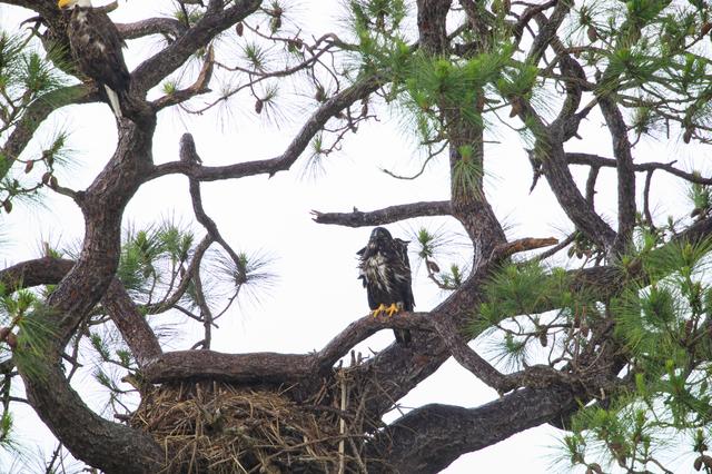 Baby Eagle in the Rain