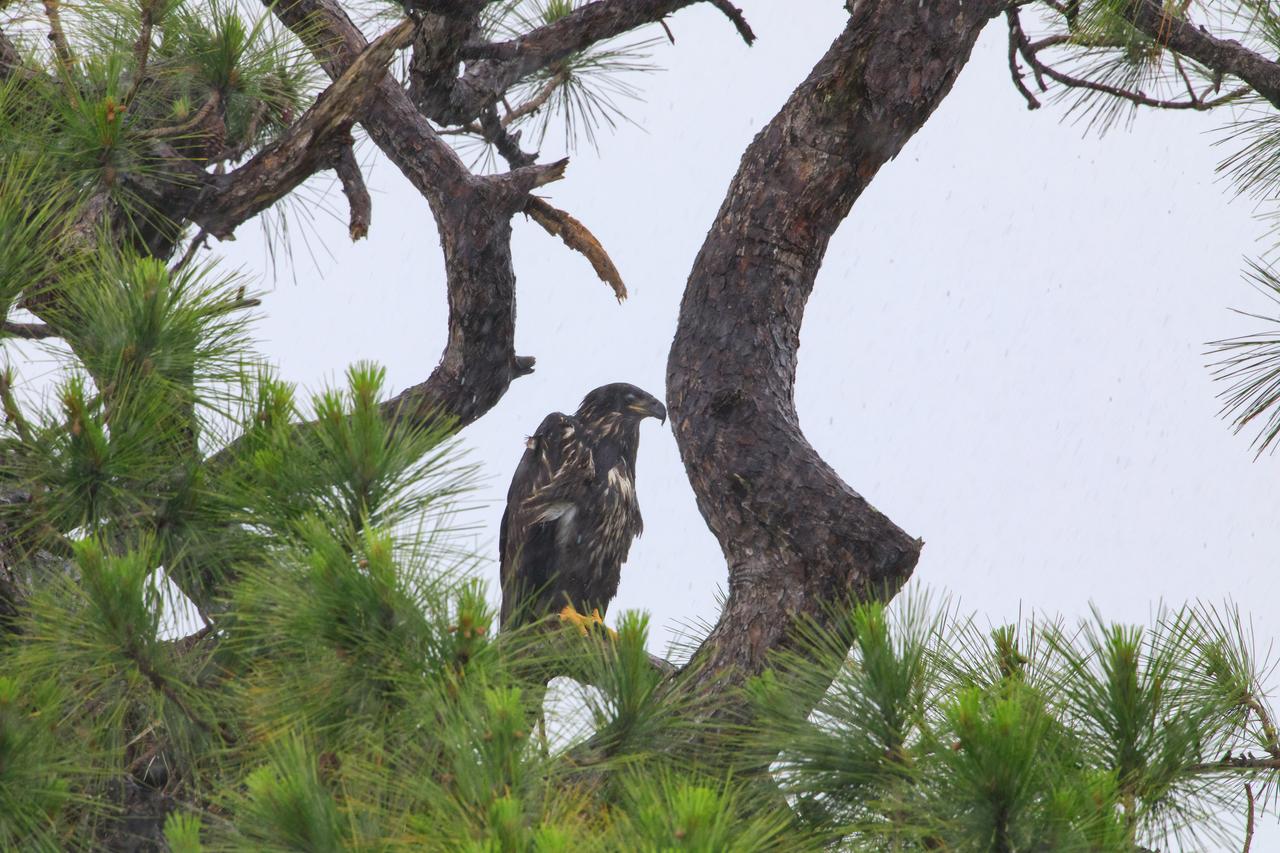 A baby American bald eagle looks out from just above its nest, located in a tree at NASA’s Kennedy Space Center in Florida on April 25, 2023. The eaglet is the lone offspring of a mated pair of eagles that recently built the new home after storms badly damaged their original nest located about 50 yards away. That nest was built in 1973 and had been used by eagles almost every year since 1975.
