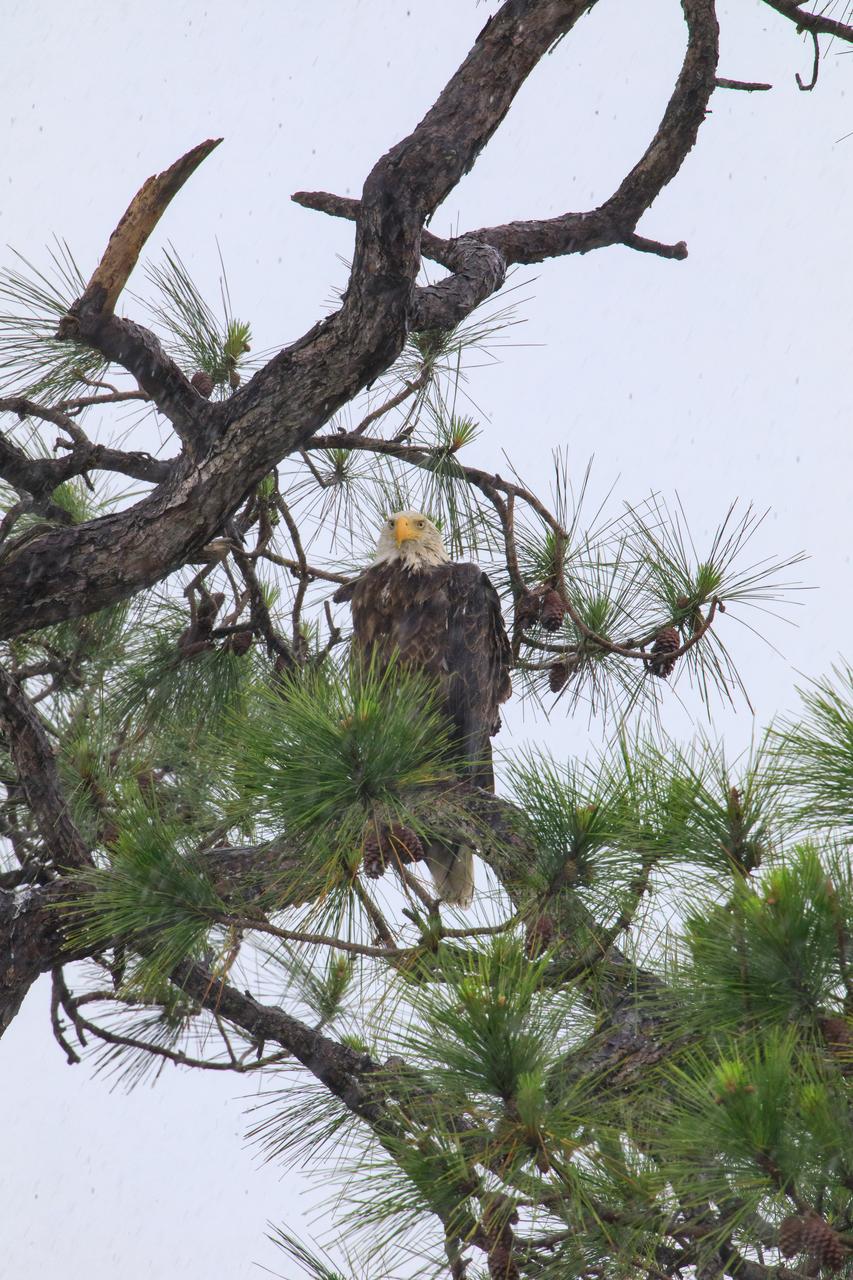 An American bald eagle is perched high in a tree above its nest at NASA’s Kennedy Space Center in Florida on April 25, 2023. The adult eagle is part of a mated pair that recently built a new home in this tree after storms badly damaged their original nest located about 50 yards away. That nest was built in 1973 and had been used by eagles almost every year since 1975. This season, the pair produced one eaglet.