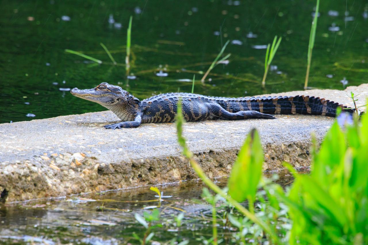 A young alligator rests on a concrete structure at NASA’s Kennedy Space Center in Florida on April 25, 2023. Alligator breeding season starts in May when males begin courting females. By June, pairs have mated and females build vegetation nests in the marsh. Eggs hatch in about 65 days. The mother carries her young to the water and protects them from predators, including male alligators.