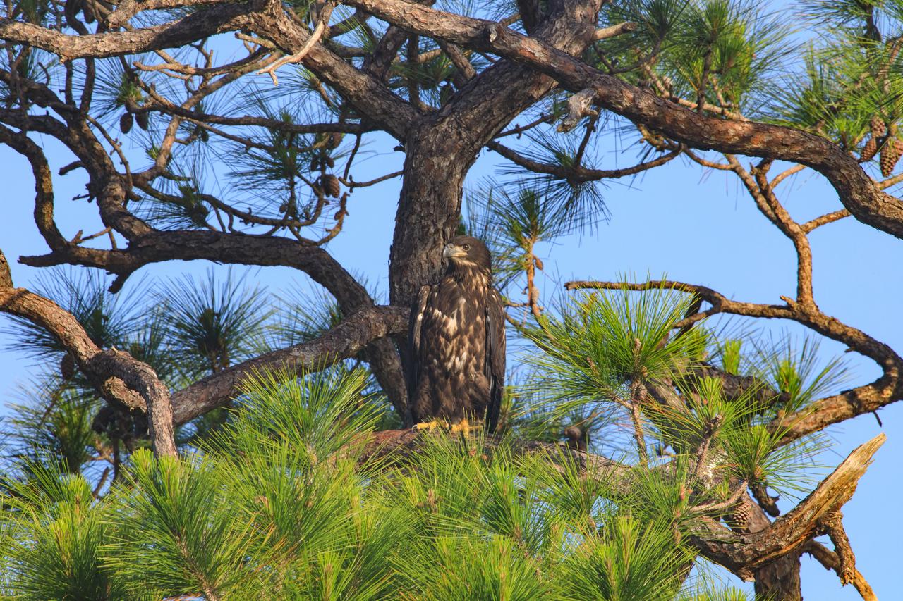 A baby American bald eagle is perched high in a tree above its nest at NASA’s Kennedy Space Center in Florida on April 26, 2023. The nest is located off Kennedy Parkway, about two miles from the Vehicle Assembly Building. The eagle is from a mated pair that recently built a new home in this tree after storms badly damaged their original nest located about 50 yards away. That nest was built in 1973 and had been used by eagles almost every year since 1975. Kennedy currently is home to approximately 20 nesting pairs of bald eagles.
