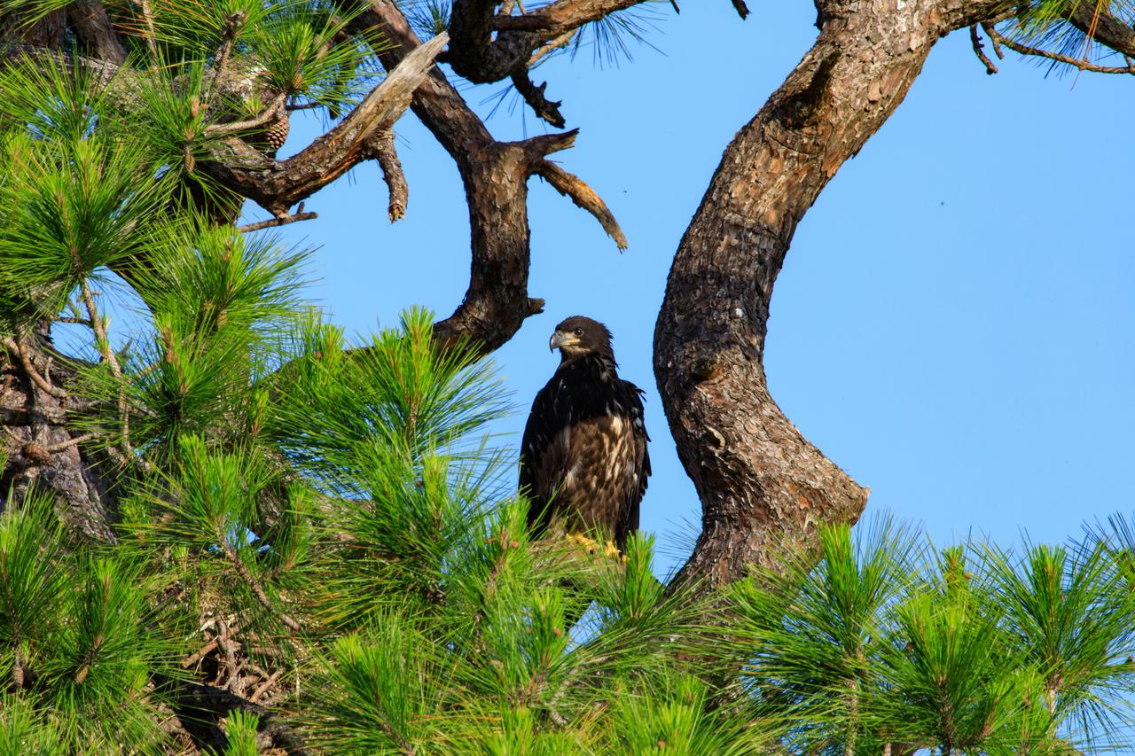 A baby American bald eagle is perched high in a tree above its nest at NASA’s Kennedy Space Center in Florida on April 26, 2023. The nest is located off Kennedy Parkway, about two miles from the Vehicle Assembly Building. The eagle is from a mated pair that recently built a new home in this tree after storms badly damaged their original nest located about 50 yards away. That nest was built in 1973 and had been used by eagles almost every year since 1975. Kennedy currently is home to approximately 20 nesting pairs of bald eagles.