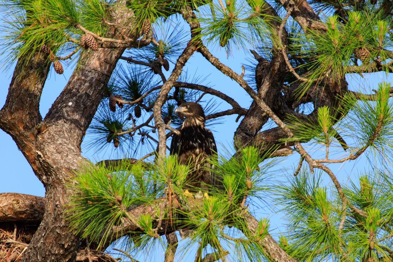 A baby American bald eagle is perched high in a tree above its nest at NASA’s Kennedy Space Center in Florida on April 26, 2023. The nest is located off Kennedy Parkway, about two miles from the Vehicle Assembly Building. The eagle is from a mated pair that recently built a new home in this tree after storms badly damaged their original nest located about 50 yards away. That nest was built in 1973 and had been used by eagles almost every year since 1975. Kennedy currently is home to approximately 20 nesting pairs of bald eagles. 