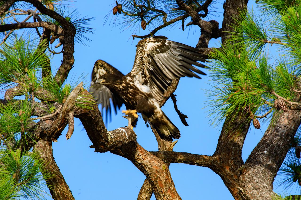 A baby American bald eagle spreads its wings to fly high above a tree that contains its nest at NASA’s Kennedy Space Center in Florida on April 26, 2023. The nest is located off Kennedy Parkway, about two miles from the Vehicle Assembly Building. The eagle is from a mated pair that recently built a new home in this tree after storms badly damaged their original nest located about 50 yards away. That nest was built in 1973 and had been used by eagles almost every year since 1975. Kennedy currently is home to approximately 20 nesting pairs of bald eagles. 