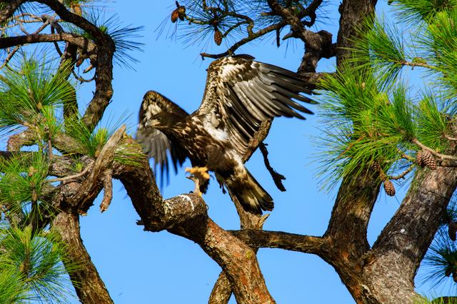 NASA image: Baby Eagle Flight Day