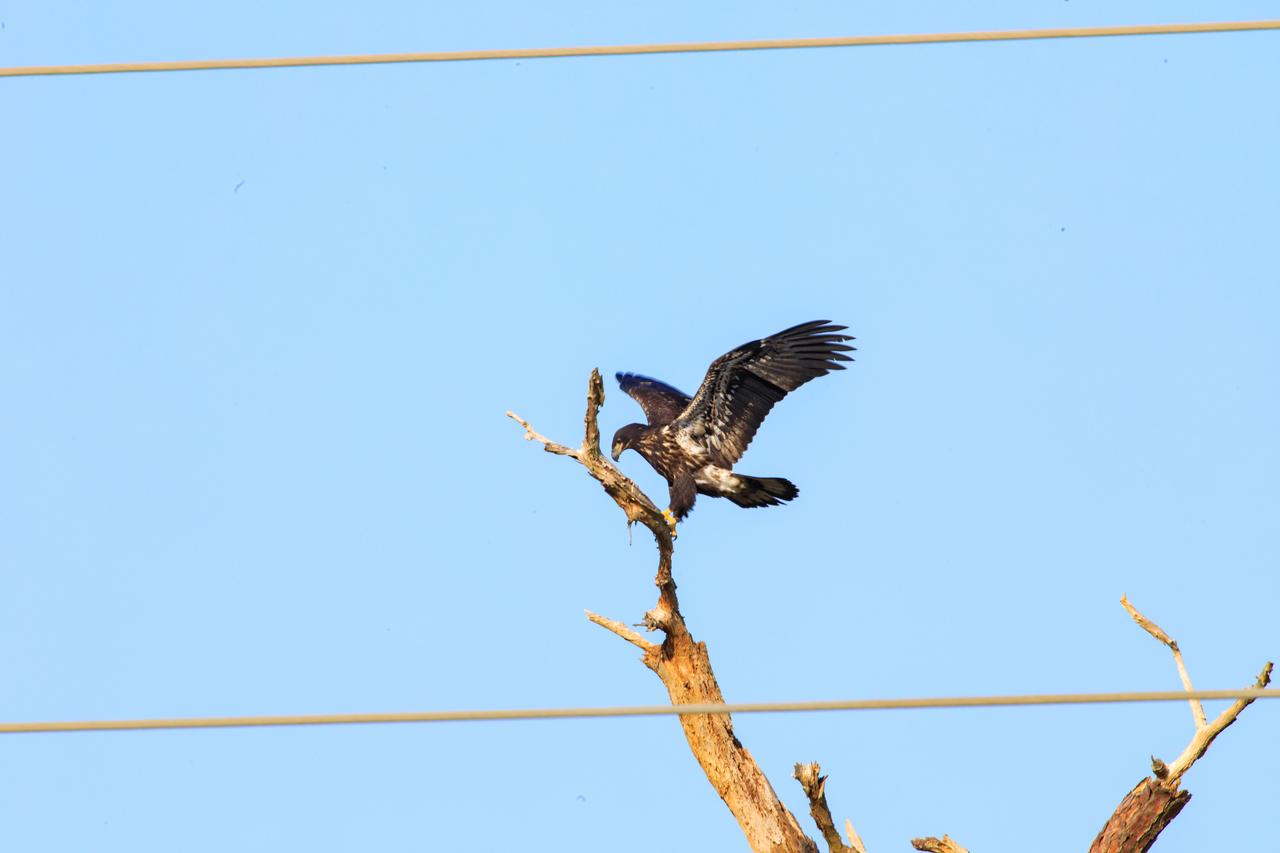 A baby American bald eagle spreads its wings to fly above a tree that contains its nest at NASA’s Kennedy Space Center in Florida on April 26, 2023. The nest is located off Kennedy Parkway, about two miles from the Vehicle Assembly Building. The eagle is from a mated pair that recently built a new home in this tree after storms badly damaged their original nest located about 50 yards away. That nest was built in 1973 and had been used by eagles almost every year since 1975. Kennedy currently is home to approximately 20 nesting pairs of bald eagles. 