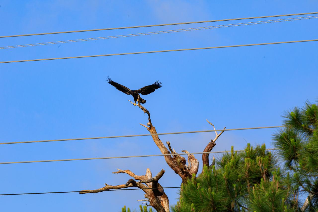 A baby American bald eagle spreads its wings to fly above a tree that contains its nest at NASA’s Kennedy Space Center in Florida on April 26, 2023. The nest is located off Kennedy Parkway, about two miles from the Vehicle Assembly Building. The eagle is from a mated pair that recently built a new home in this tree after storms badly damaged their original nest located about 50 yards away. That nest was built in 1973 and had been used by eagles almost every year since 1975. Kennedy currently is home to approximately 20 nesting pairs of bald eagles. 