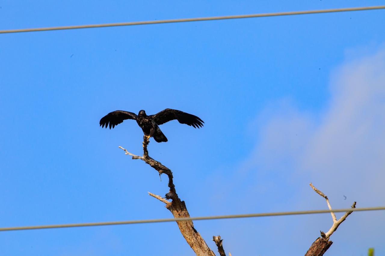 A baby American bald eagle spreads its wings to fly above a tree that contains its nest at NASA’s Kennedy Space Center in Florida on April 26, 2023. The nest is located off Kennedy Parkway, about two miles from the Vehicle Assembly Building. The eagle is from a mated pair that recently built a new home in this tree after storms badly damaged their original nest located about 50 yards away. That nest was built in 1973 and had been used by eagles almost every year since 1975. Kennedy currently is home to approximately 20 nesting pairs of bald eagles. 