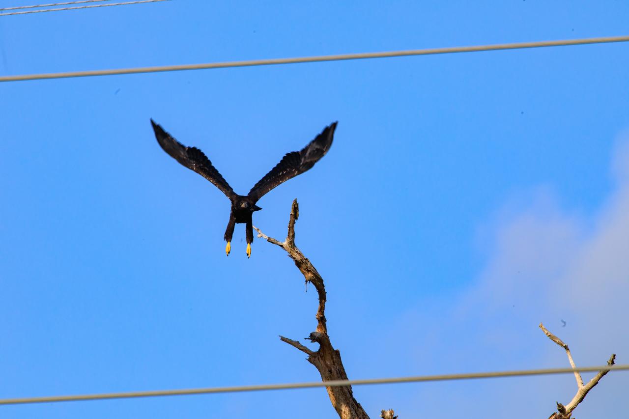 A baby American bald eagle takes flight from a tree that contains its nest at NASA’s Kennedy Space Center in Florida on April 26, 2023. The nest is located off Kennedy Parkway, about two miles from the Vehicle Assembly Building. The eagle is from a mated pair that recently built a new home in this tree after storms badly damaged their original nest located about 50 yards away. That nest was built in 1973 and had been used by eagles almost every year since 1975. Kennedy currently is home to approximately 20 nesting pairs of bald eagles. 
