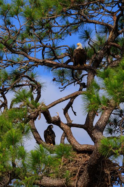 NASA image: Baby Eagle Flight Day