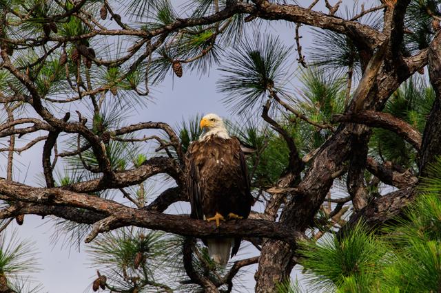 NASA image: Baby Eagle Flight Day