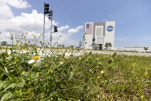 NASA image: Wildflowers at KSC