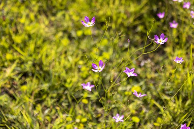NASA image: Wildflowers at KSC