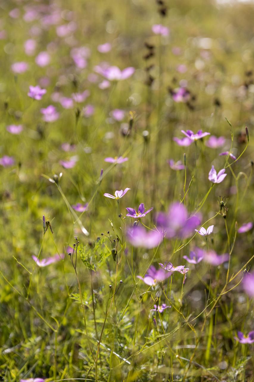 Wildflowers are in view in a field at NASA’s John F. Kennedy Space Center in Florida on May 19, 2023. The center shares a border with the Merritt Island National Wildlife Refuge. More than 330 native and migratory bird species, along with 65 amphibian and reptile species, call Kennedy and the wildlife refuge home.