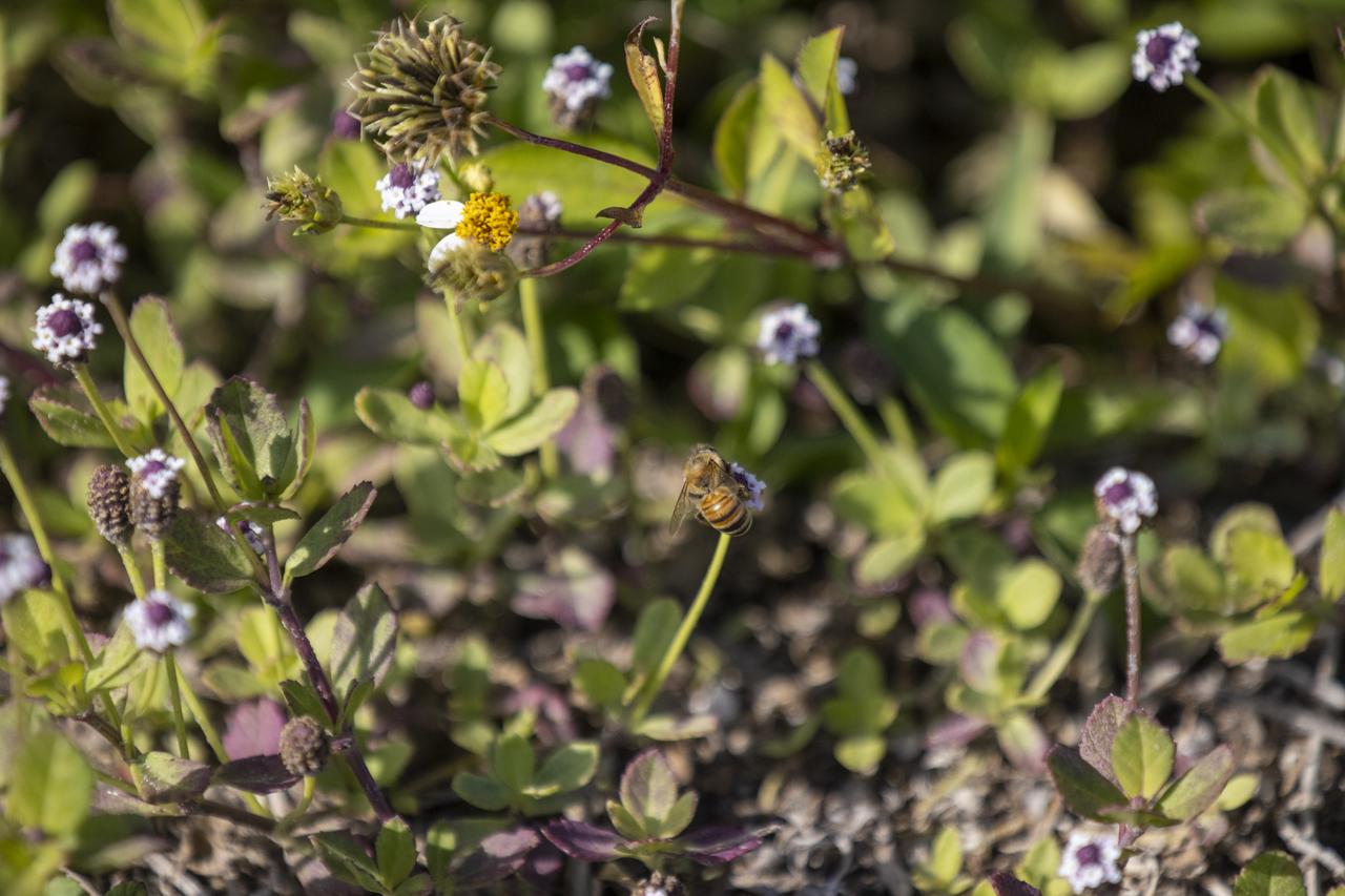 Wildflowers are in view in a field at NASA’s John F. Kennedy Space Center in Florida on May 19, 2023. The center shares a border with the Merritt Island National Wildlife Refuge. More than 330 native and migratory bird species, along with 65 amphibian and reptile species, call Kennedy and the wildlife refuge home.