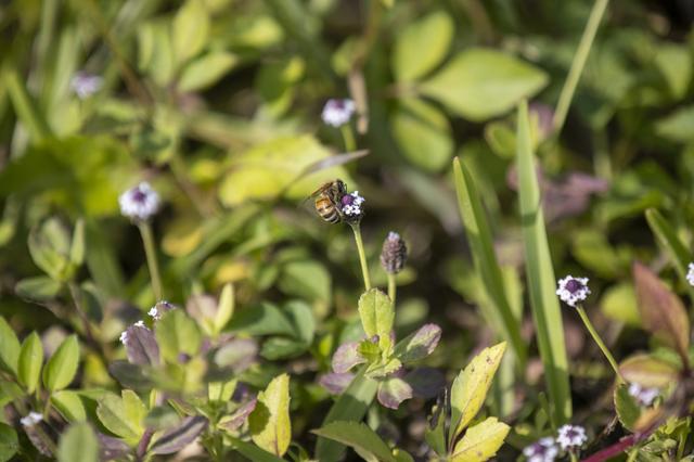 NASA image: Wildflowers at KSC