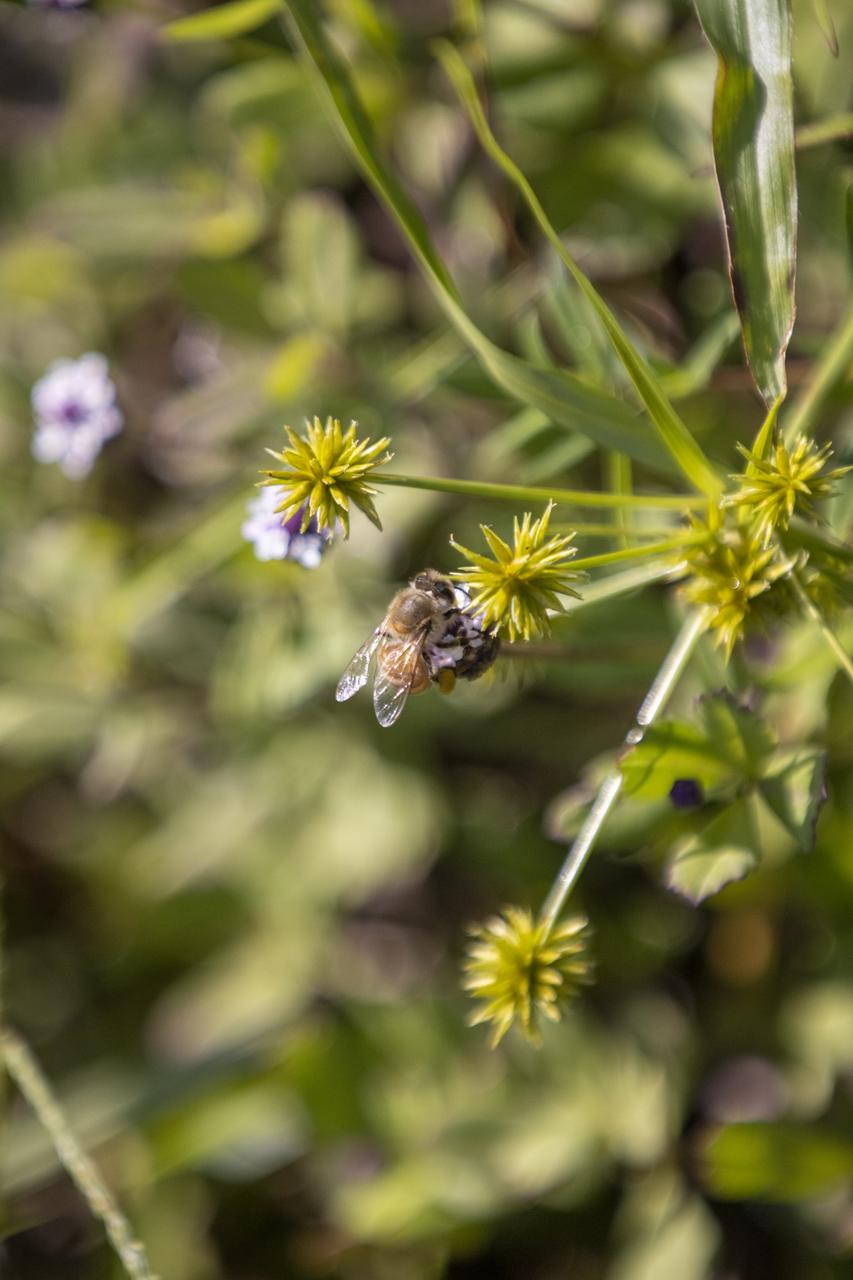Wildflowers are in view in a field at NASA’s John F. Kennedy Space Center in Florida on May 19, 2023. The center shares a border with the Merritt Island National Wildlife Refuge. More than 330 native and migratory bird species, along with 65 amphibian and reptile species, call Kennedy and the wildlife refuge home.