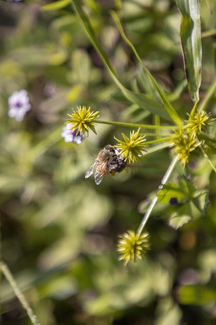 NASA image: Wildflowers at KSC