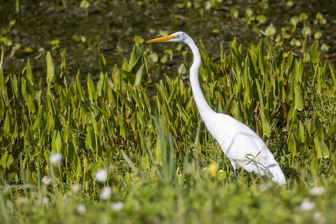 A great egret wades through a marsh filled with wildflowers at NASA’s John F. Kennedy Space Center in Florida on May 19, 2023. The center shares a border with the Merritt Island National Wildlife Refuge. More than 330 native and migratory bird species, along with 65 amphibian and reptile species, call Kennedy and the wildlife refuge home.