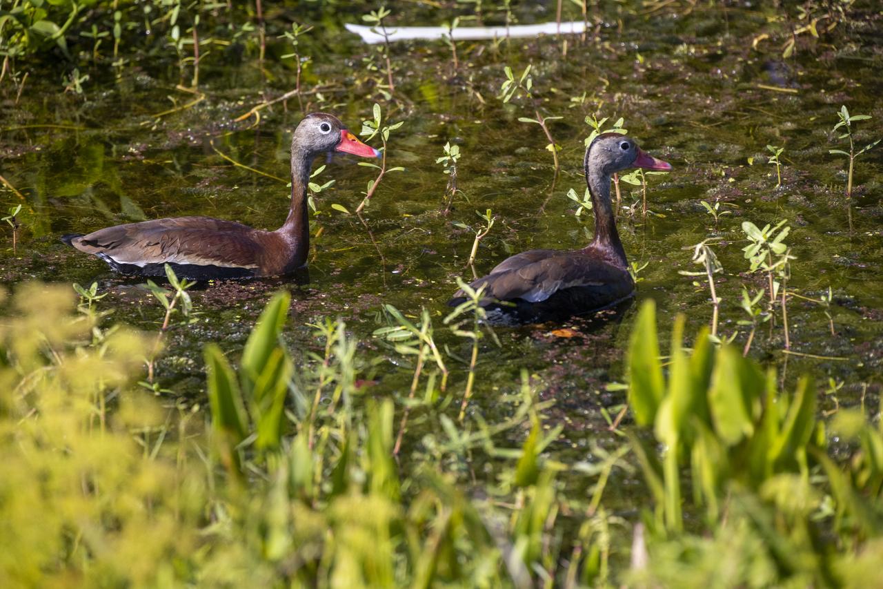 Two black-bellied whistling ducks wade in a marsh at NASA’s John F. Kennedy Space Center in Florida on May 19, 2023. The center shares a border with the Merritt Island National Wildlife Refuge. More than 330 native and migratory bird species call Kennedy and the wildlife refuge home.