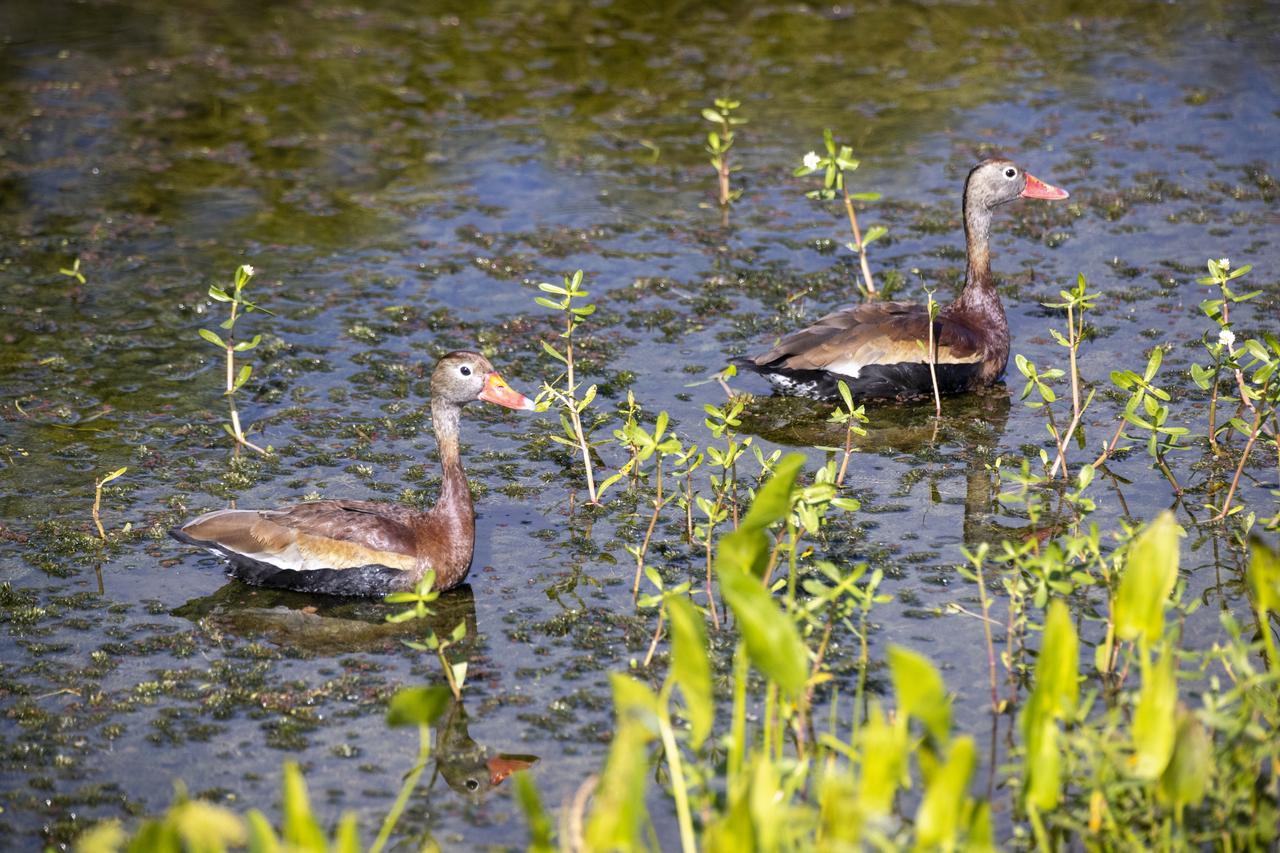 Two black-bellied whistling ducks wade in a marsh at NASA’s John F. Kennedy Space Center in Florida on May 19, 2023. The center shares a border with the Merritt Island National Wildlife Refuge. More than 330 native and migratory bird species call Kennedy and the wildlife refuge home.