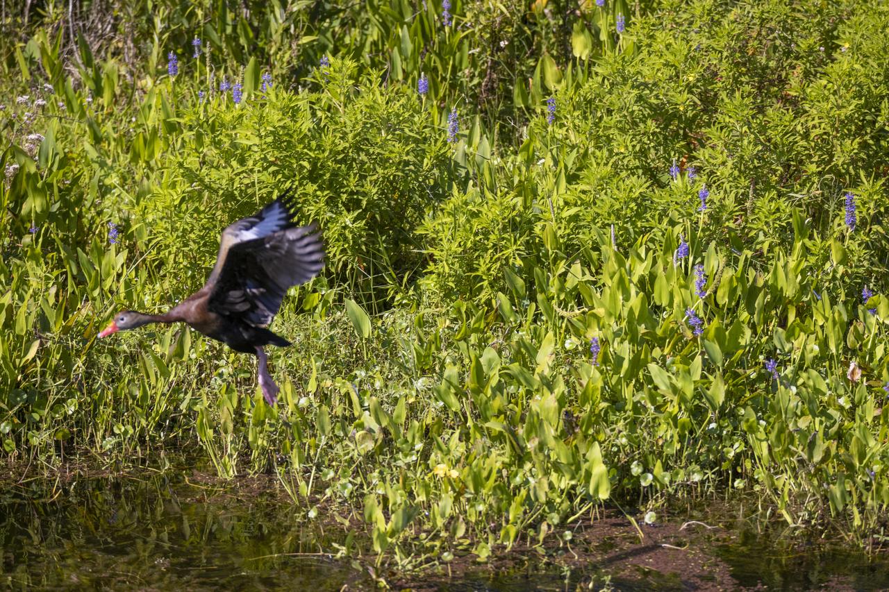 Framed by wildflowers, a black-bellied whistling duck takes flight near a marsh at NASA’s John F. Kennedy Space Center in Florida on May 19, 2023. The center shares a border with the Merritt Island National Wildlife Refuge. More than 330 native and migratory bird species call Kennedy and the wildlife refuge home.