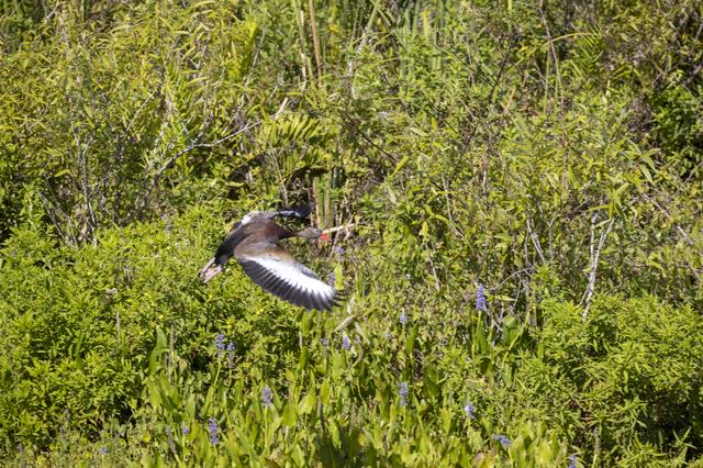 Wildflowers at KSC