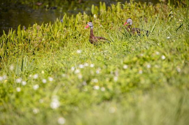 NASA image: Wildflowers at KSC