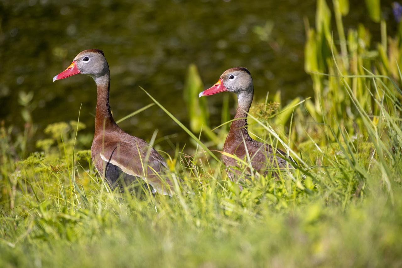 Two black-bellied whistling ducks walk through a field of wildflowers at NASA’s John F. Kennedy Space Center in Florida on May 19, 2023. The center shares a border with the Merritt Island National Wildlife Refuge. More than 330 native and migratory bird species call Kennedy and the wildlife refuge home.