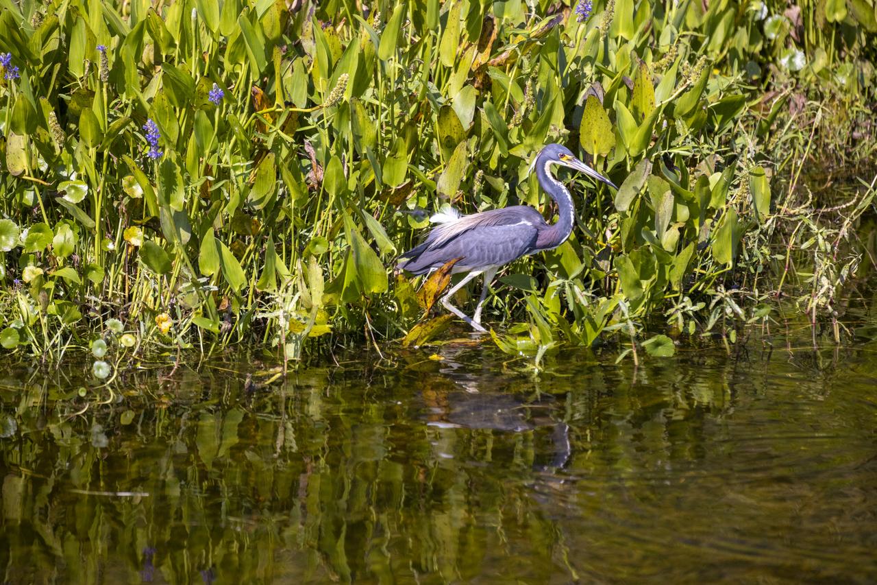 Framed by wildflowers, a tricolored heron wades in a waterway at NASA’s John F. Kennedy Space Center in Florida on May 19, 2023. The center shares a border with the Merritt Island National Wildlife Refuge. More than 330 native and migratory bird species call Kennedy and the wildlife refuge home.