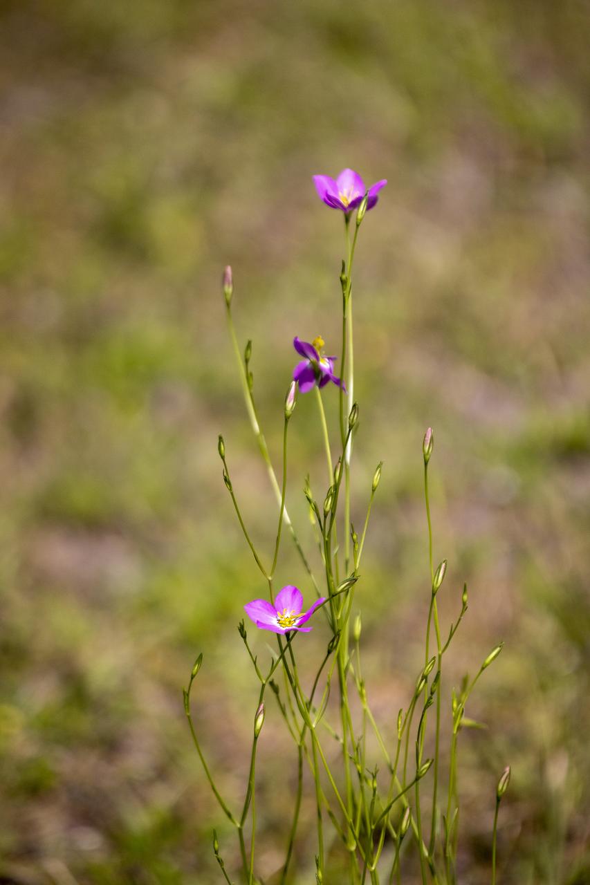 Wildflowers are in view in a field at NASA’s John F. Kennedy Space Center in Florida on May 19, 2023. The center shares a border with the Merritt Island National Wildlife Refuge. More than 330 native and migratory bird species, along with 65 amphibian and reptile species, call Kennedy and the wildlife refuge home.