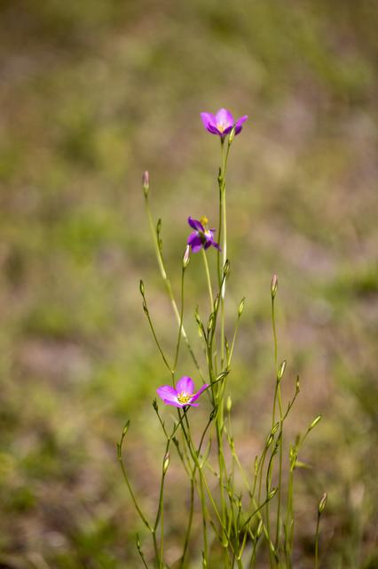 NASA image: Wildflowers at KSC