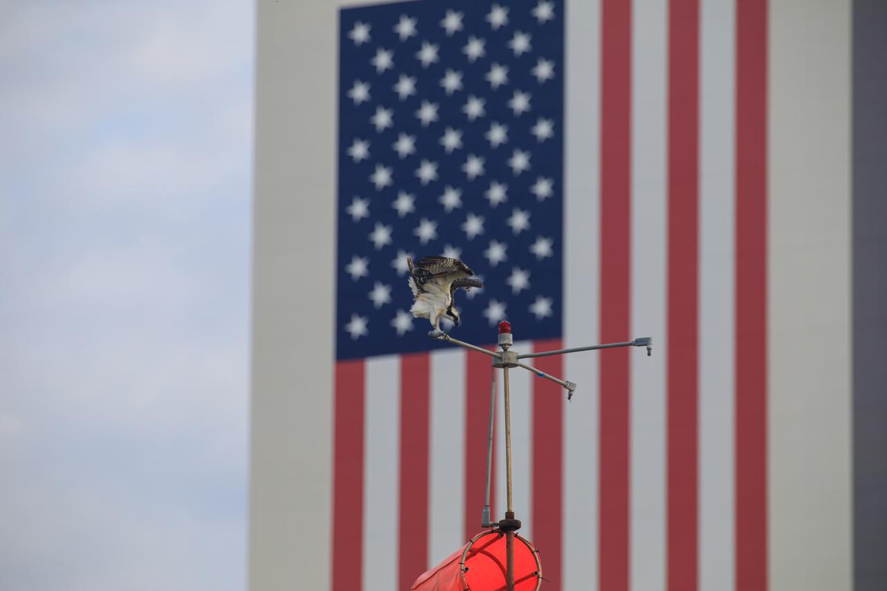The American flag on the Vehicle Assembly Building at NASA’s Kennedy Space Center in Florida serves as a backdrop for an osprey as it flies near a wind direction pole on Jun 7, 2023. The center shares a border with the Merritt Island National Wildlife Refuge. More than 330 native and migratory bird species, along with 65 amphibian and reptile species, call Kennedy and the wildlife refuge home. 