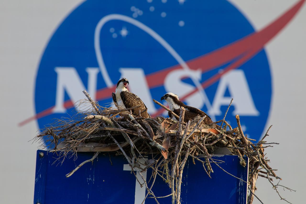 Two osprey are perched in their nest atop a marshalling area sign in front of the Vehicle Assembly Building at NASA’s Kennedy Space Center in Florida on June 7, 2023. In the background is the NASA meatball. The center shares a border with the Merritt Island National Wildlife Refuge. More than 330 native and migratory bird species, along with 65 amphibian and reptile species, call Kennedy and the wildlife refuge home. 