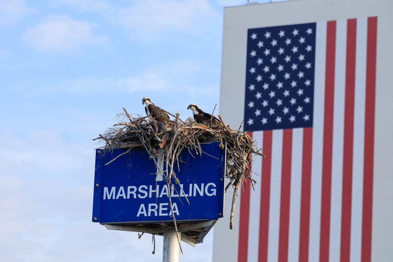 The American flag on the Vehicle Assembly Building at NASA’s Kennedy Space Center in Florida serves as a backdrop for two osprey perched in their nest atop a marshalling area sign on June 7, 2023. The center shares a border with the Merritt Island National Wildlife Refuge. More than 330 native and migratory bird species, along with 65 amphibian and reptile species, call Kennedy and the wildlife refuge home. 