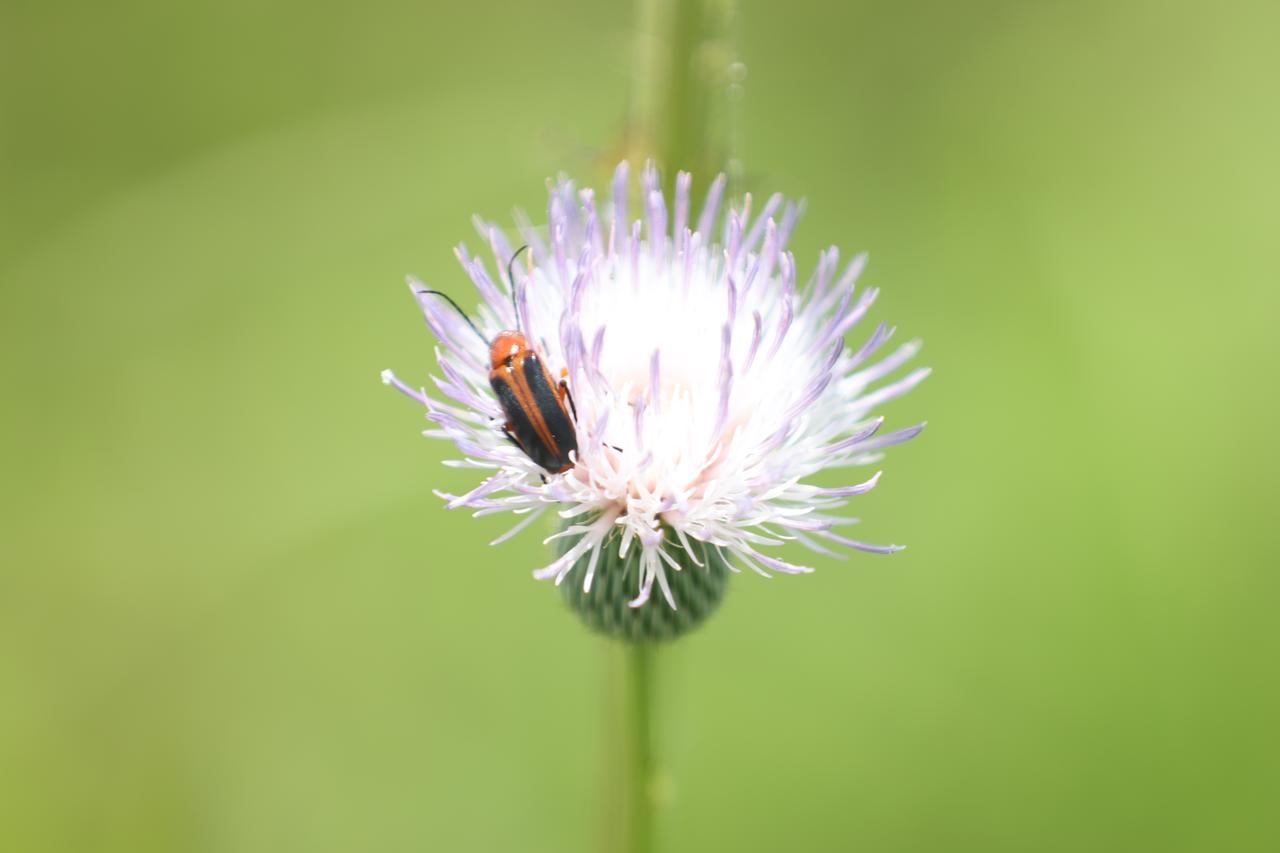 An orange blister beetle sits on a wildflower called Cirsium nuttallii (Nuttall’s thistle) in a field at NASA’s Kennedy Space Center in Florida on June 13, 2023. The center shares a boundary with the Merritt Island National Wildlife Refuge. Along with wildflowers, Kennedy and the wildlife refuge are home to more than 300 native and migratory bird species, 65 amphibian and reptile species, and more than 1,000 different types of plants. 