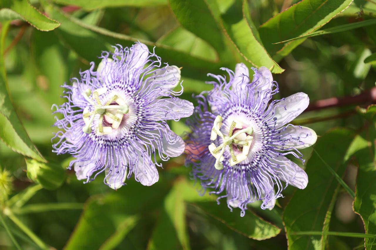 A close-up view of wildflowers called Passiflora incarnata (purple passionflower) in a field at NASA’s Kennedy Space Center in Florida on June 13, 2023. The center shares a boundary with the Merritt Island National Wildlife Refuge. Along with wildflowers, Kennedy and the wildlife refuge are home to more than 300 native and migratory bird species, 65 amphibian and reptile species, and more than 1,000 different types of plants. 