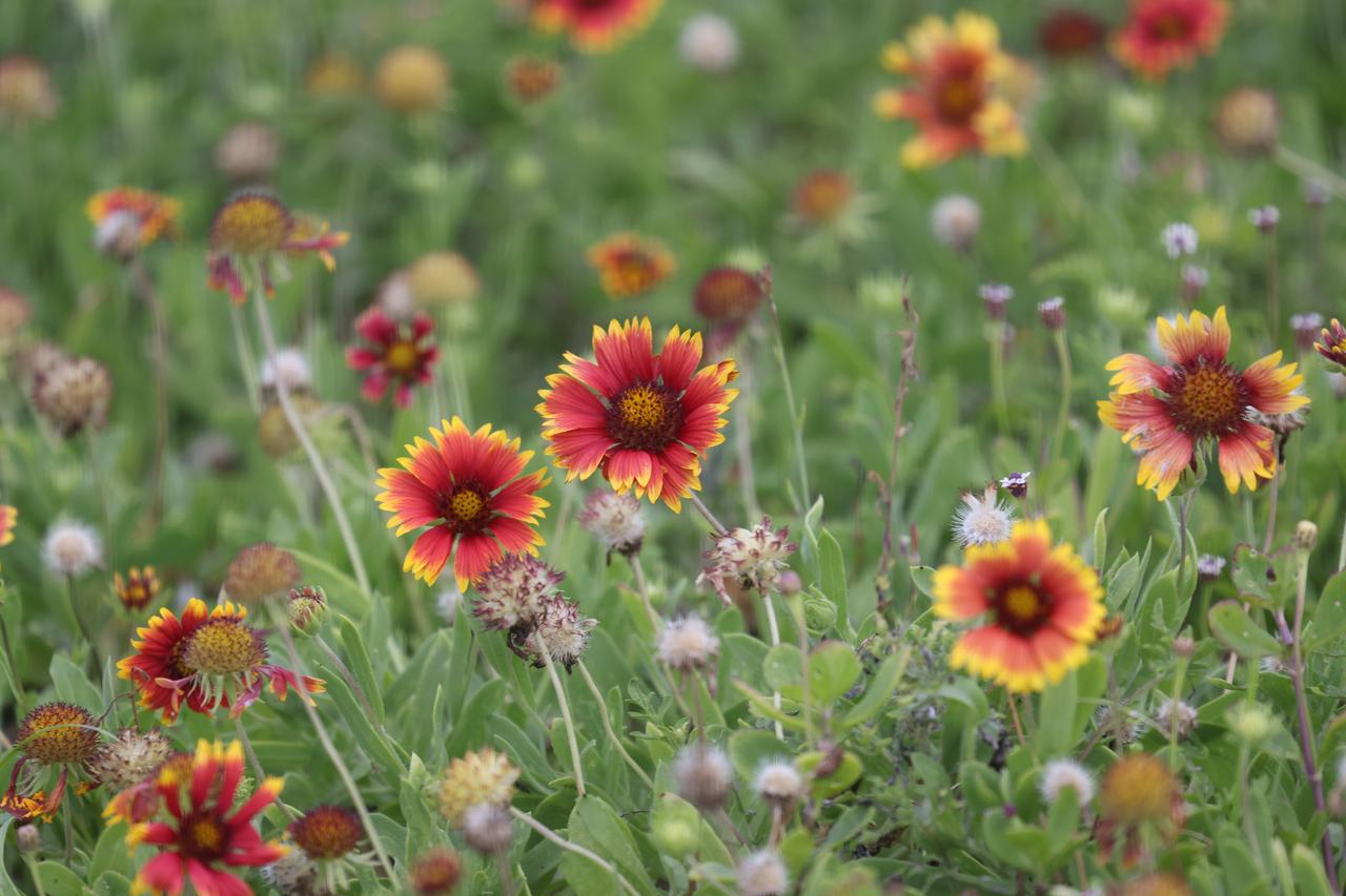 Wildflowers called Gaillardia pulchella (Firewheel) are in view in a field at NASA’s Kennedy Space Center in Florida on June 13, 2023. The center shares a boundary with the Merritt Island National Wildlife Refuge. Along with wildflowers, Kennedy and the wildlife refuge are home to more than 300 native and migratory bird species, 65 amphibian and reptile species, and more than 1,000 different types of plants. 