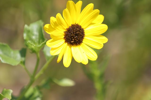 NASA image: What's Blooming at KSC